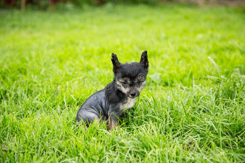Ritratto del cane crestato cinese della razza glabra nera del cucciolo che si siede nell'erba verde il giorno di estate fotografie stock libere da diritti Ritratto del cane crestato cinese della razza glabra nera del cucciolo che si siede nell'erba verde il giorno di estate fotografie stock libere da diritti