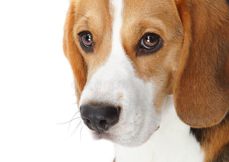 Ritratto del cane da lepre immagini stock Ritratto del cane da lepre immagini stock