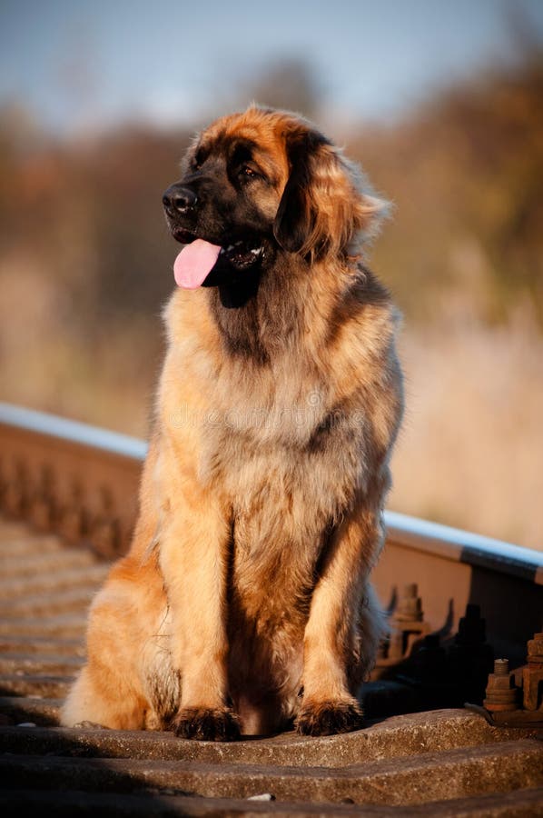 Informazioni E Caratteristiche Sulla Razza Del Cane Leonberger | Pet Yolo - Foto 7