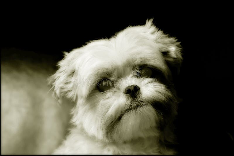 Ritratto del cane maltese del Yorkshire fotografia stock Ritratto del cane maltese del Yorkshire fotografia stock