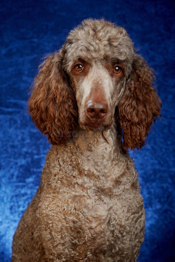 Ritratto del cane in studio immagini stock Ritratto del cane in studio immagini stock