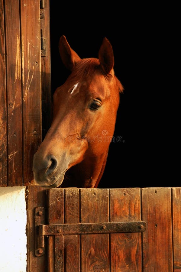 Ritratto del cavallo fotografia stock libera da diritti Ritratto del cavallo fotografia stock libera da diritti