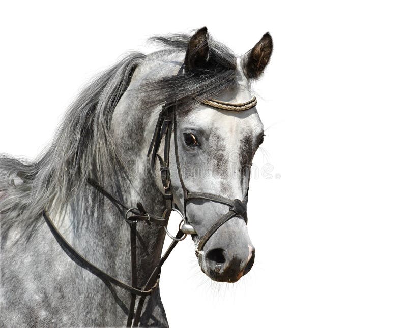 Ritratto del cavallo arabo dapple-grigio
