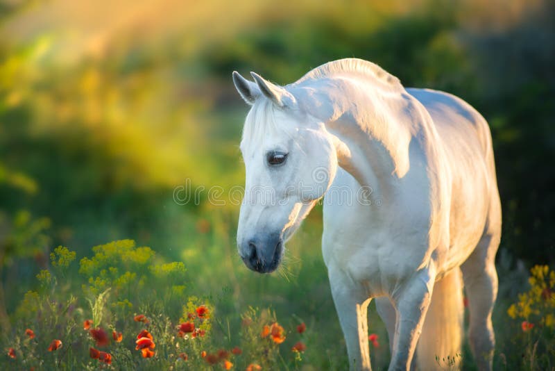 Ritratto del cavallo bianco al tramonto