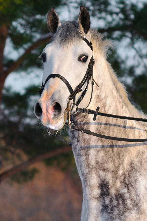 Ritratto del cavallo bianco di dressage immagine stock libera da diritti Ritratto del cavallo bianco di dressage immagine stock libera da diritti