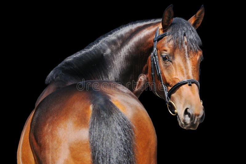 Ritratto del cavallo di baia isolato sul nero fotografia stock libera da diritti Ritratto del cavallo di baia isolato sul nero fotografia stock libera da diritti