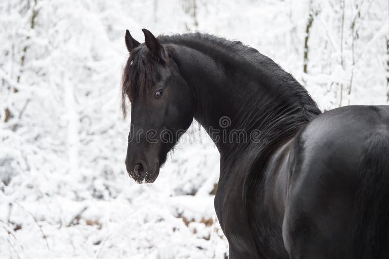 Ritratto del cavallo frisone nero sul fondo di inverno immagini stock Ritratto del cavallo frisone nero sul fondo di inverno immagini stock