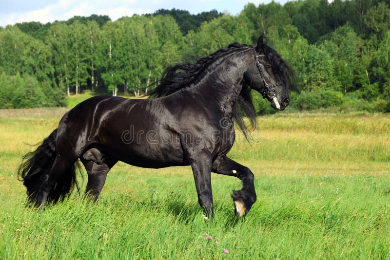 Un Cavallo Con Il Manto Nero Ritratto Del Cavallo Nero Frisone Commovente Fotografia Stock
