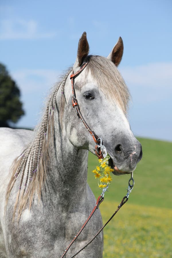 Ritratto del cavallo quarto che tiene fiore giallo fotografie stock libere da diritti Ritratto del cavallo quarto che tiene fiore giallo fotografie stock libere da diritti