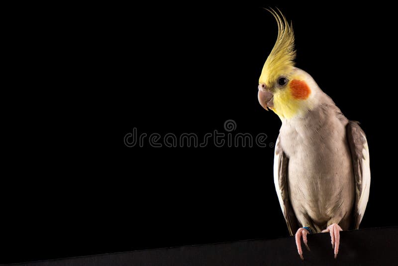 Ritratto del Cockatiel, posa sveglia del parrocchetto, isolata su fondo nero, studio immagini stock