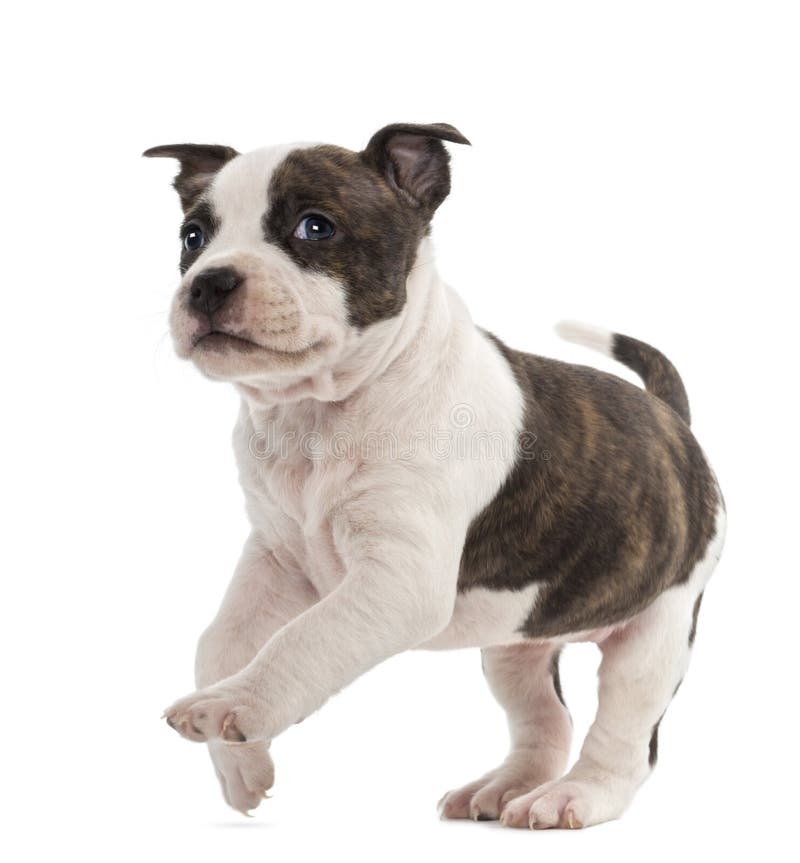 Portrait of American Staffordshire Terrier Puppy running, 6 weeks old, against white background. Portrait of American Staffordshire Terrier Puppy running, 6 weeks old, against white background