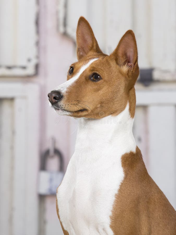 Ritratto del cucciolo di Basenji fotografia stock