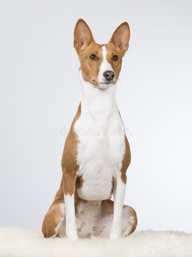 Ritratto del cucciolo di Basenji fotografia stock
