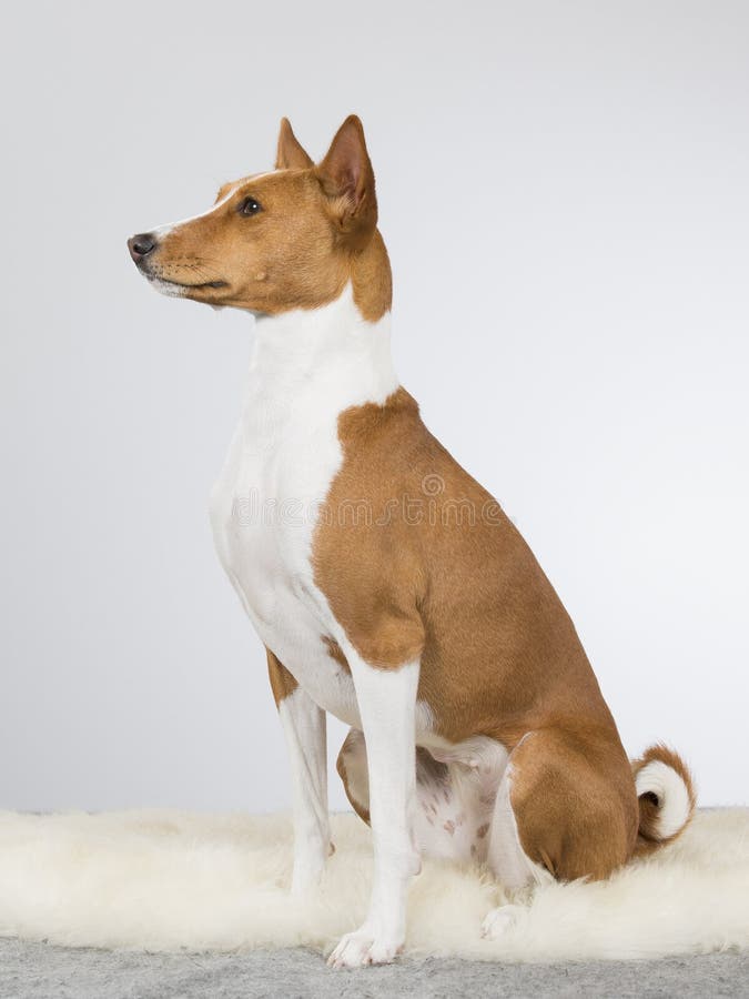 Ritratto del cucciolo di Basenji fotografia stock