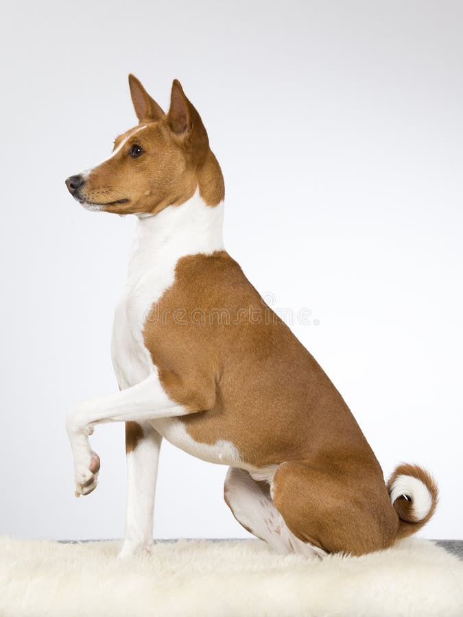 Ritratto del cucciolo di Basenji fotografie stock libere da diritti