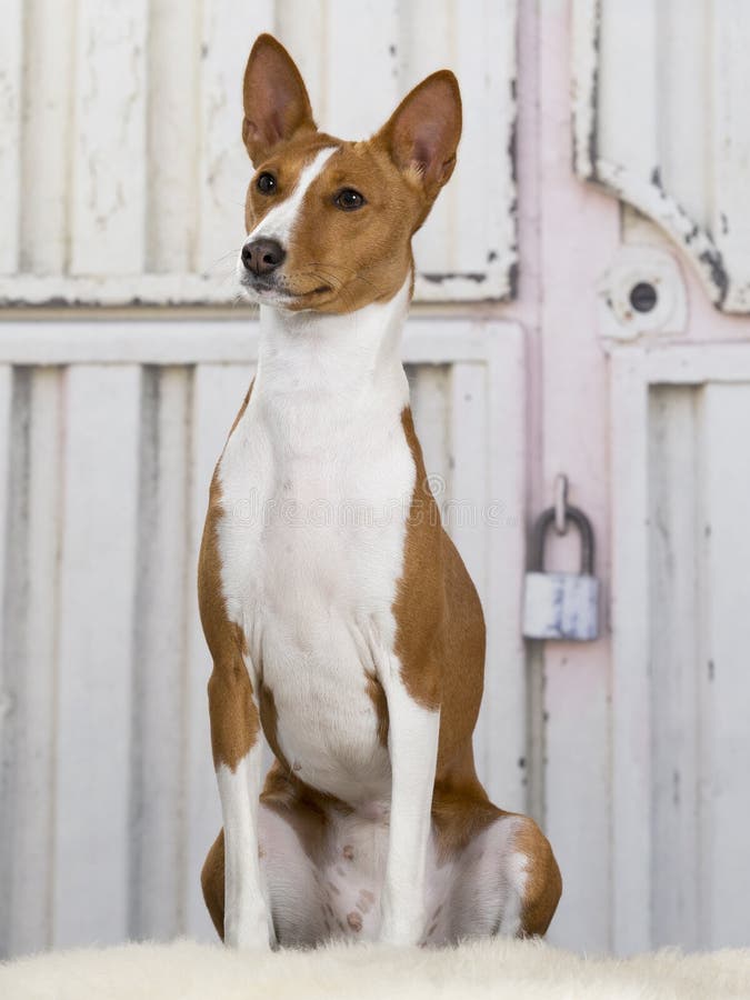 Ritratto del cucciolo di Basenji fotografia stock libera da diritti
