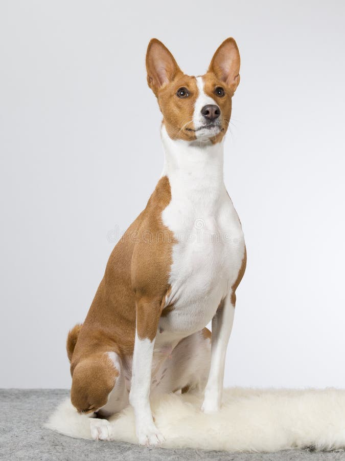 Ritratto del cucciolo di Basenji immagini stock