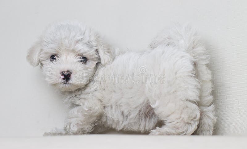 Ritratto del cucciolo pieno del cane maltese del corpo isolato su fondo bianco fotografie stock libere da diritti Ritratto del cucciolo pieno del cane maltese del corpo isolato su fondo bianco fotografie stock libere da diritti
