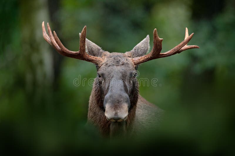 Ritratto del dettaglio degli alci, alci Alci, Nord America, o alci euroasiatici, l'Eurasia, alces di alces nella foresta scura du fotografia stock libera da diritti Ritratto del dettaglio degli alci, alci Alci, Nord America, o alci euroasiatici, l'Eurasia, alces di alces nella foresta scura du fotografia stock libera da diritti