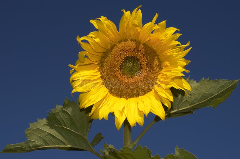 Download Ritratto del girasole immagine stock. Immagine di benissimo - 200767
