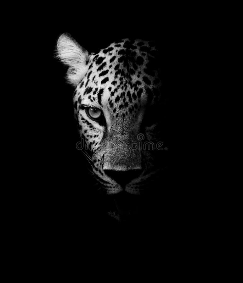 Ritratto del leopardo fotografia stock libera da diritti
