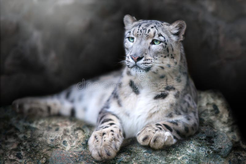 Ritratto del leopardo delle nevi