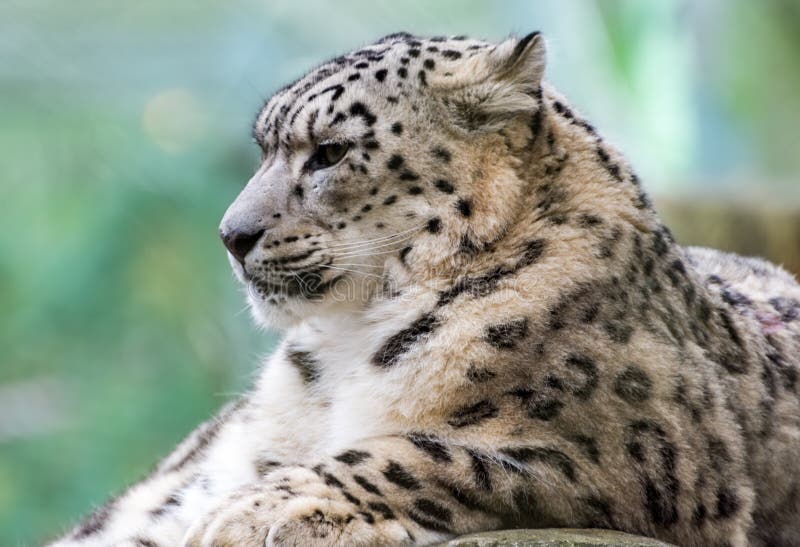 Ritratto del leopardo delle nevi fotografia stock Ritratto del leopardo delle nevi fotografia stock