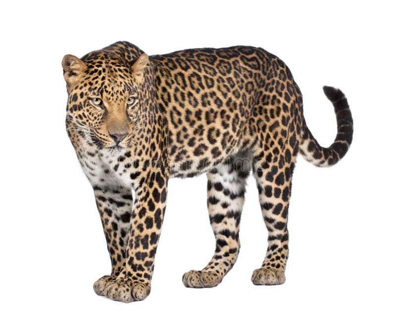 Ritratto del leopardo, pardus del Panthera, levantesi in piedi