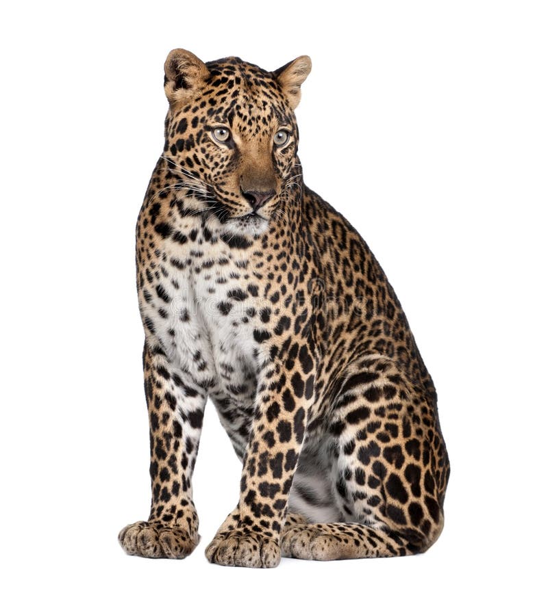 Ritratto del leopardo, pardus del Panthera, sedentesi