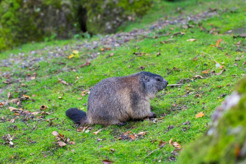 Ritratto del monax di seduta del Marmota della marmotta fotografia stock Ritratto del monax di seduta del Marmota della marmotta fotografia stock