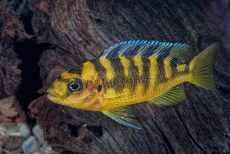 Ritratto del pesce di cichlidae & di x28; Crabro& x29 di Pseudotropheus; in acquario immagini stock libere da diritti Ritratto del pesce di cichlidae & di x28; Crabro& x29 di Pseudotropheus; in acquario immagini stock libere da diritti