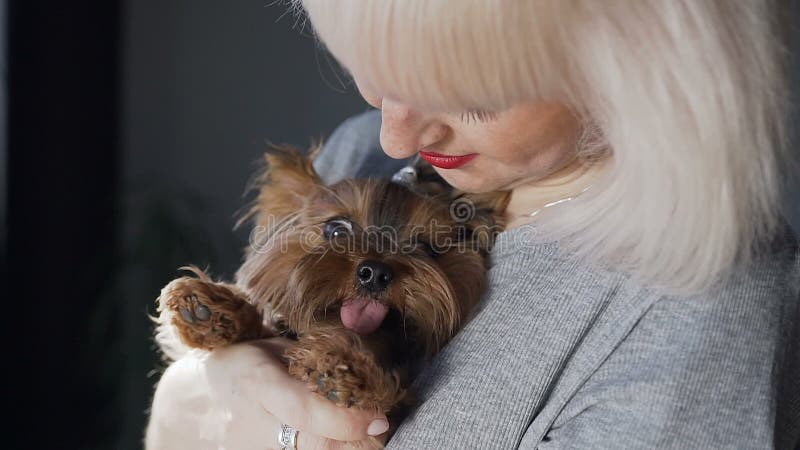 Ritratto del primo piano di bello piccolo cane dell'Yorkshire terrier che si siede sulle mani del ` s della ragazza e che esamina