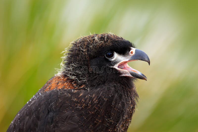 Ritratto del primo piano di giovane caracara di Strieted della rapace, Phalcoboenus australe Caracara che si siede nell'erba in F fotografia stock libera da diritti
