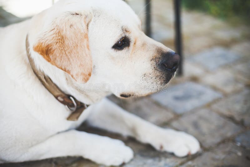 Ritratto del primo piano di Labrador triste bianco immagini stock libere da diritti Ritratto del primo piano di Labrador triste bianco immagini stock libere da diritti