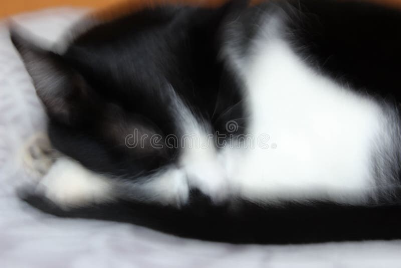 Ritratto del primo piano di un gatto dello smoking di sonno Gatto dello smoking fotografia stock Ritratto del primo piano di un gatto dello smoking di sonno Gatto dello smoking fotografia stock