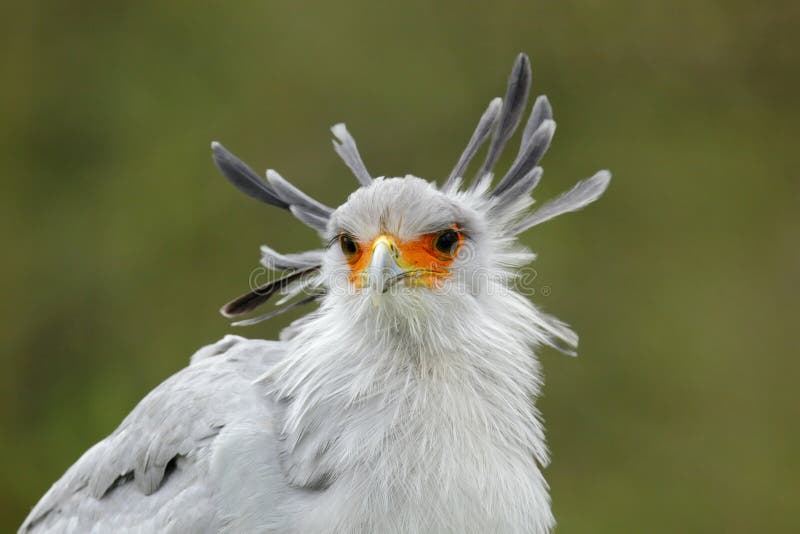 Ritratto del serpentarius grigio piacevole di segretario Bird Sagittarius della rapace, con il fronte arancio fotografie stock