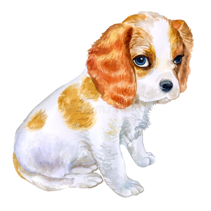 Ritratto dell'acquerello del cane sprezzante colorato Blenheim inglese della razza di re Charles Spaniel royalty illustrazione gratis Ritratto dell'acquerello del cane sprezzante colorato Blenheim inglese della razza di re Charles Spaniel royalty illustrazione gratis
