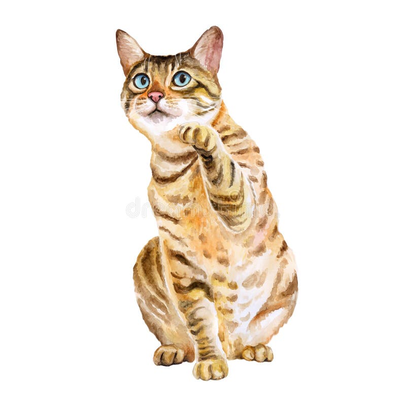 Ritratto dell'acquerello del gatto sveglio del Bengala con i punti, bande su fondo bianco Animale domestico domestico dolce diseg illustrazione di stock Ritratto dell'acquerello del gatto sveglio del Bengala con i punti, bande su fondo bianco Animale domestico domestico dolce diseg illustrazione di stock