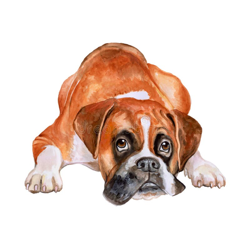 Ritratto dell'acquerello del tedesco del fawn, cane della razza del pugile di Deutscher su fondo bianco Animale domestico dolce d royalty illustrazione gratis Ritratto dell'acquerello del tedesco del fawn, cane della razza del pugile di Deutscher su fondo bianco Animale domestico dolce d royalty illustrazione gratis