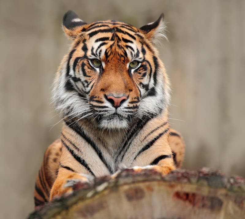 Ritratto dell'animale pericoloso Tigre di Sumatran, sumatrae del Tigri della panthera, sottospecie rara della tigre che abita nel