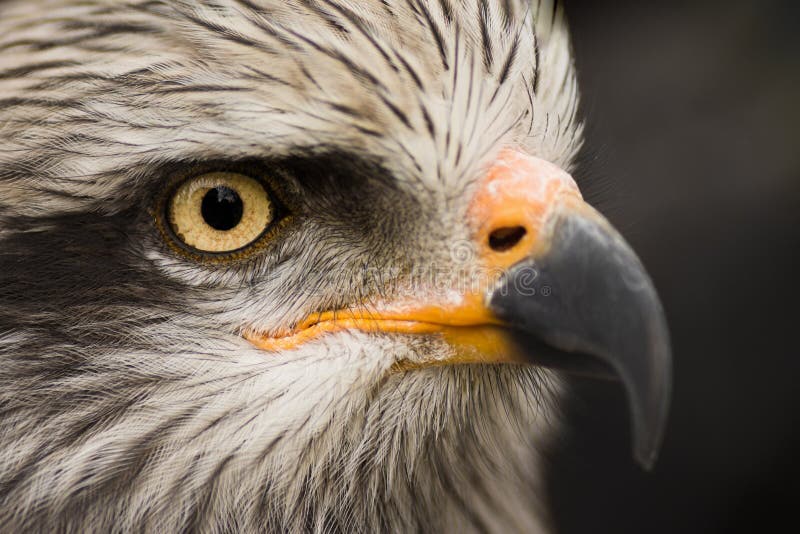 Ritratto dell'animale dell'uccello di Eagle fotografie stock