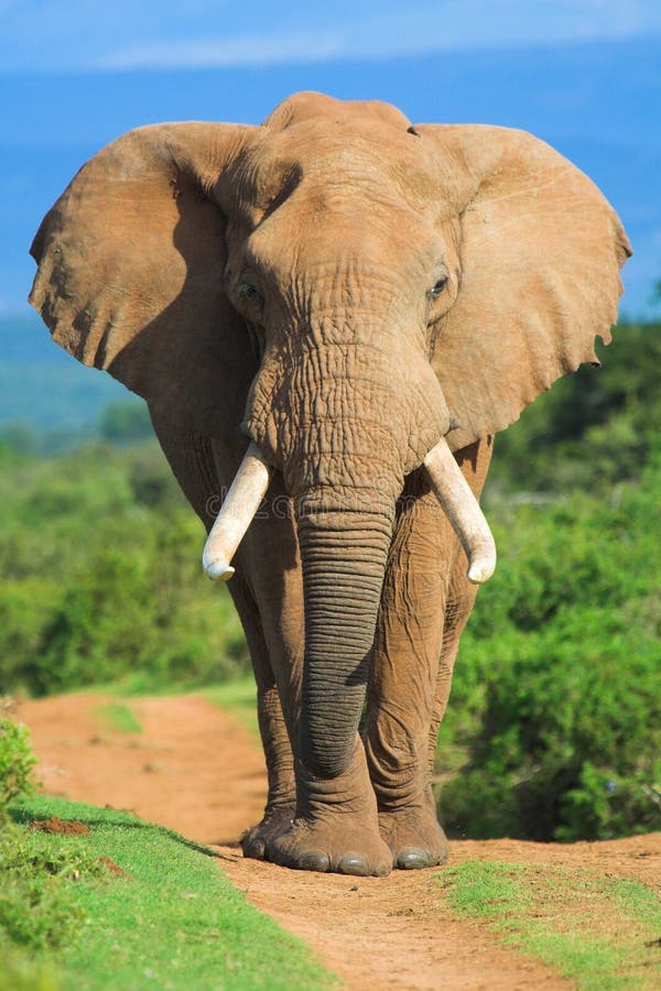Ritratto dell'elefante immagine stock