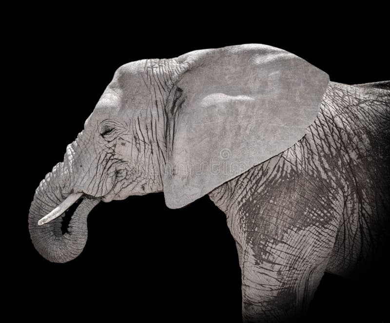 Ritratto dell'elefante africano fotografia stock Ritratto dell'elefante africano fotografia stock