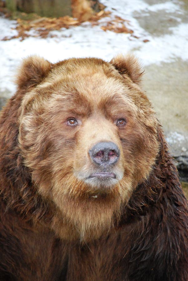 Ritratto dell'orso dell'orso grigio immagini stock Ritratto dell'orso dell'orso grigio immagini stock