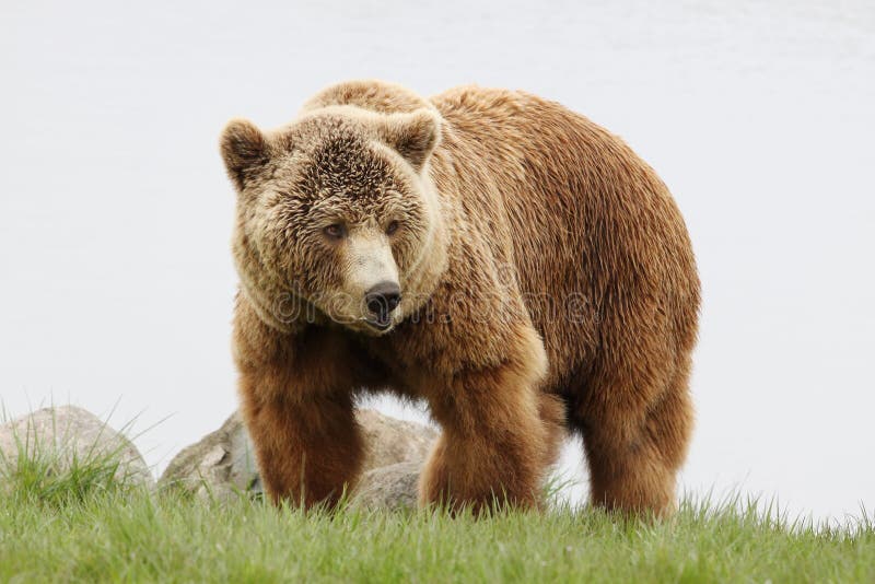 Ritratto dell'orso marrone