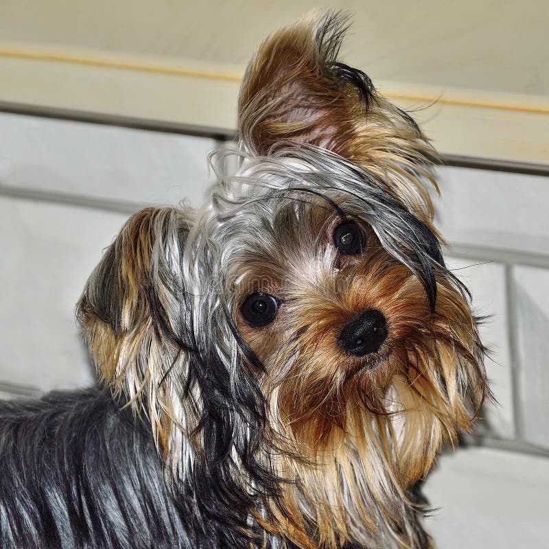 Ritratto dell'Yorkshire terrier che esamina la macchina fotografica immagini stock libere da diritti Ritratto dell'Yorkshire terrier che esamina la macchina fotografica immagini stock libere da diritti