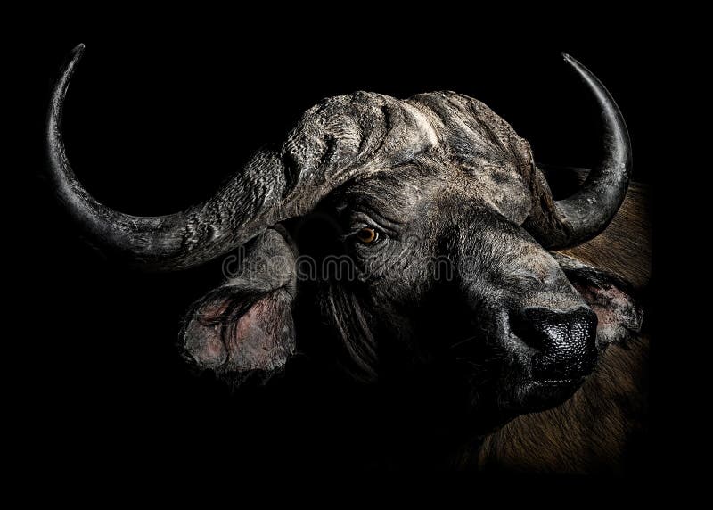 Ritratto della Buffalo del capo che divide destra