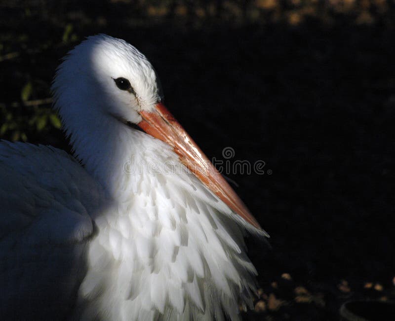 A white stork in profile barely in the sun light. A white stork in profile barely in the sun light