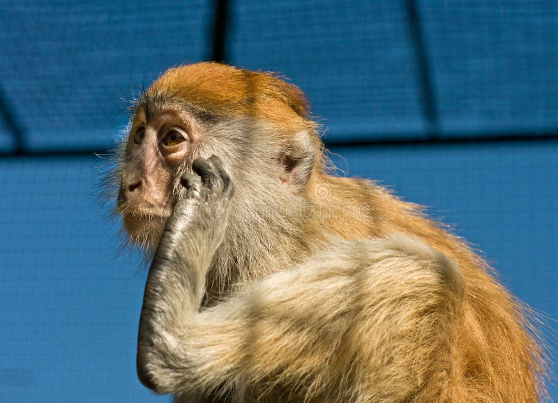 Ritratto della scimmia di macaco divertente fotografia stock Ritratto della scimmia di macaco divertente fotografia stock