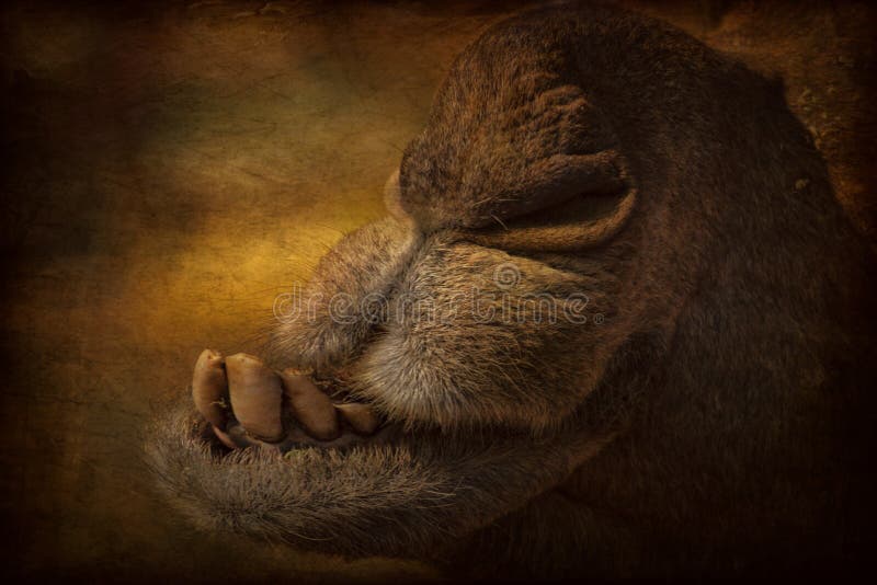 Ritratto della testa del cammello in Pushkar immagine stock libera da diritti